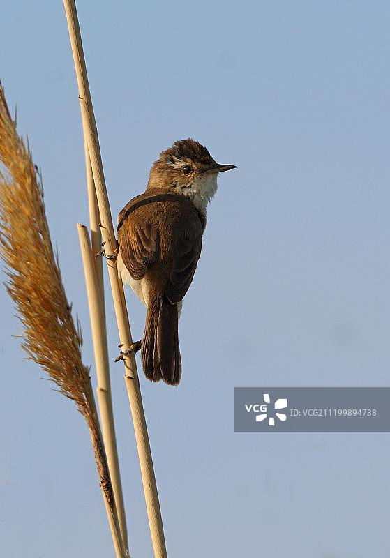 农柳莺（Acrocephalus agricola），成鸟，栖息在芦苇上，哈萨克斯坦阿克莫拉州，欧亚大陆图片素材