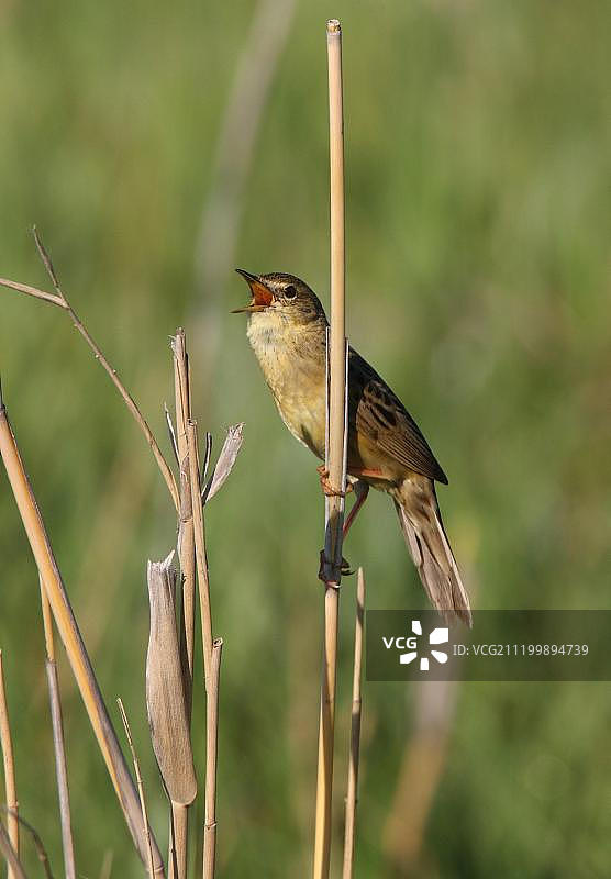 歌鸲(Locustella naevia straminea),成年雄性,鸣叫,栖息在芦苇上,哈萨克斯坦阿克莫拉州,欧亚大陆图片素材