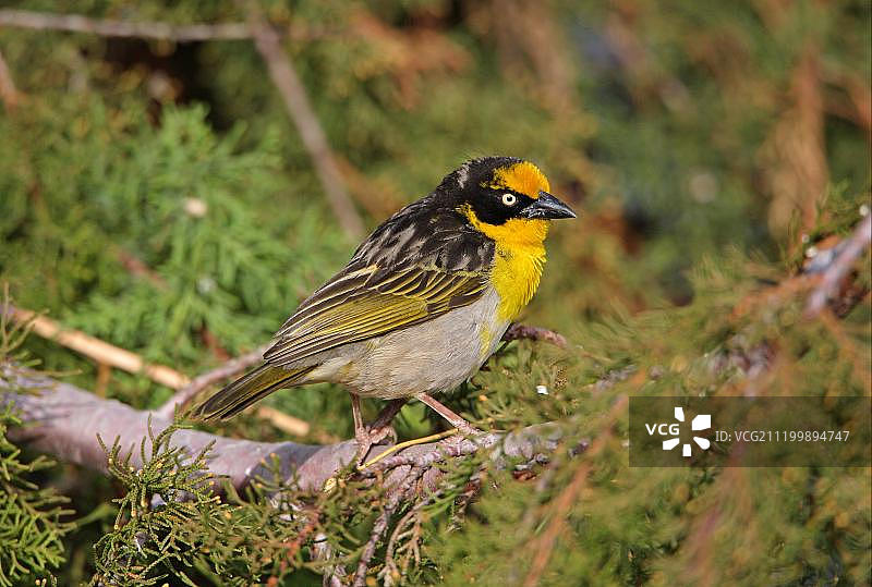 巴格拉费赫特织布鸟（雄性），栖息于树枝上，位于埃塞俄比亚奥罗米亚州巴莱山图片素材