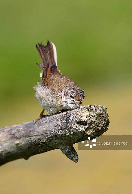 沐浴后在树枝上摩擦的成年普通白喉林莺，英国诺福克图片素材