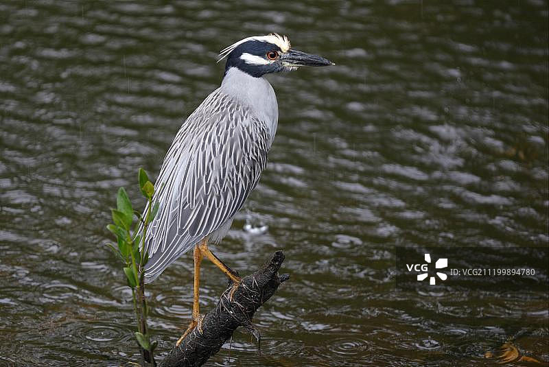 美国佛罗里达州萨尼贝尔岛雨中栖息在水桩上的黄冠夜鹭图片素材
