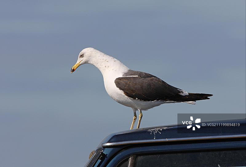 海鸥成鸟站在车顶上，摩洛哥，非洲图片素材