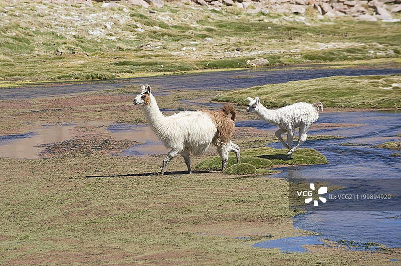 带幼崽的美洲驼，阿塔卡马沙漠，安托法加斯塔地区，智利，南美洲图片素材