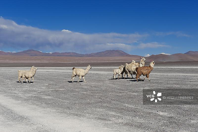 美洲驼（Lama glama），乌尤尼盐湖，波托西，玻利维亚，南美洲图片素材