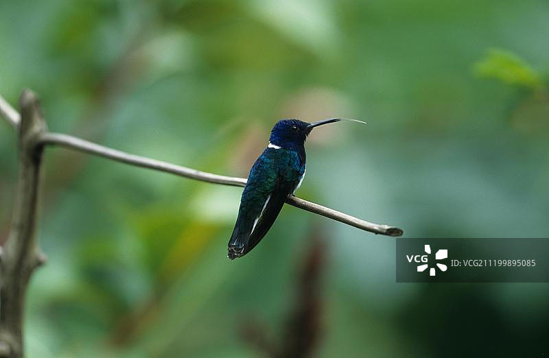 栖息在特立尼达和多巴哥加勒比海树枝上的白颈蜂鸟图片素材