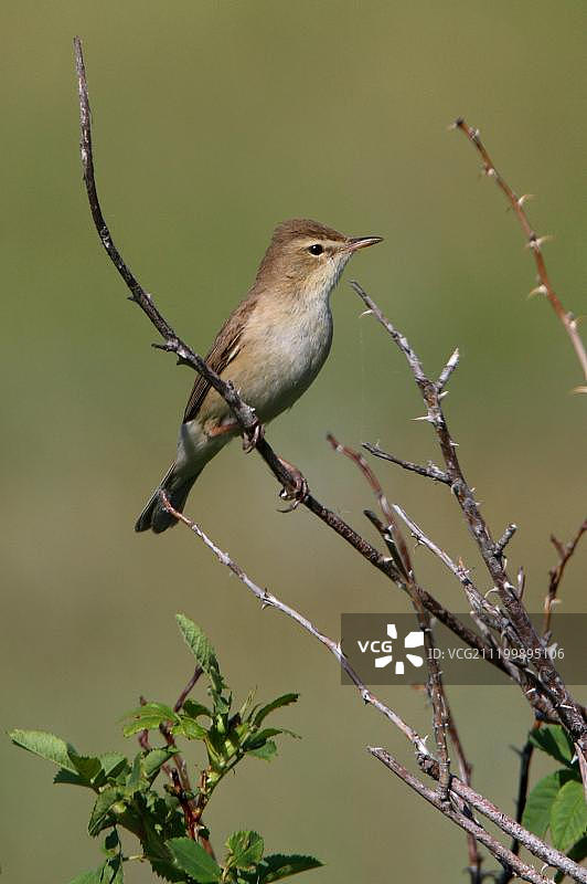 靴腿苇莺(Hippolais caligata),成年,栖息在树枝上,哈萨克斯坦阿克莫拉州,欧亚大陆图片素材