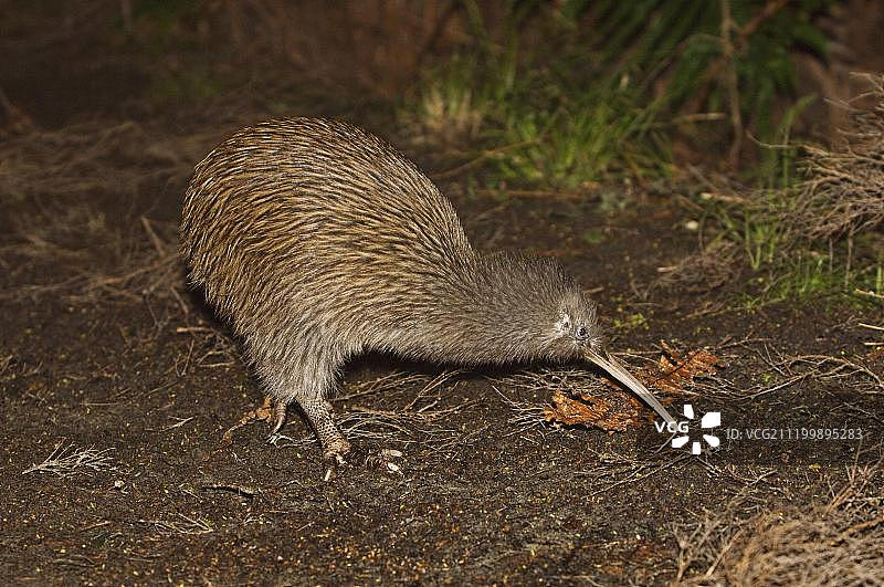 南岛褐几维鸟（鹬鸵），成年，觅食，梅森湾，斯图尔特岛，新西兰图片素材