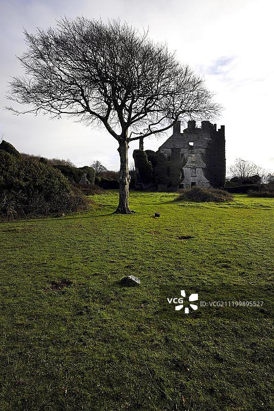 戈尔韦郡门洛城堡遗址和榉树，爱尔兰，欧洲图片素材
