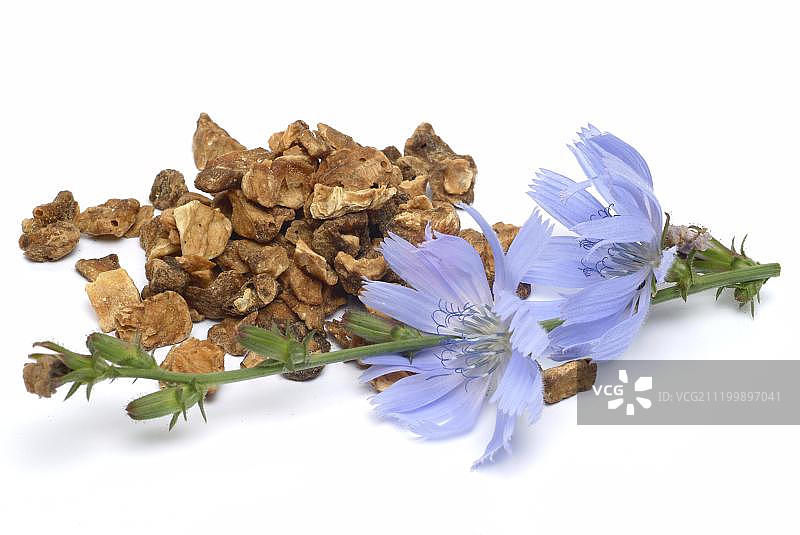菊苣（药用植物）图片素材