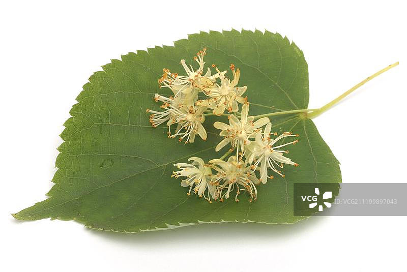 用于药物的小叶椴树花朵图片素材