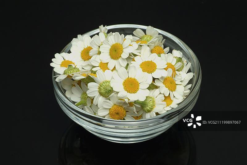 小白菊，药用植物图片素材