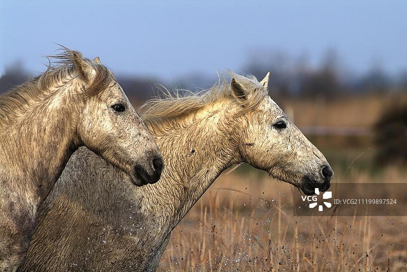 法国卡马格马图片素材