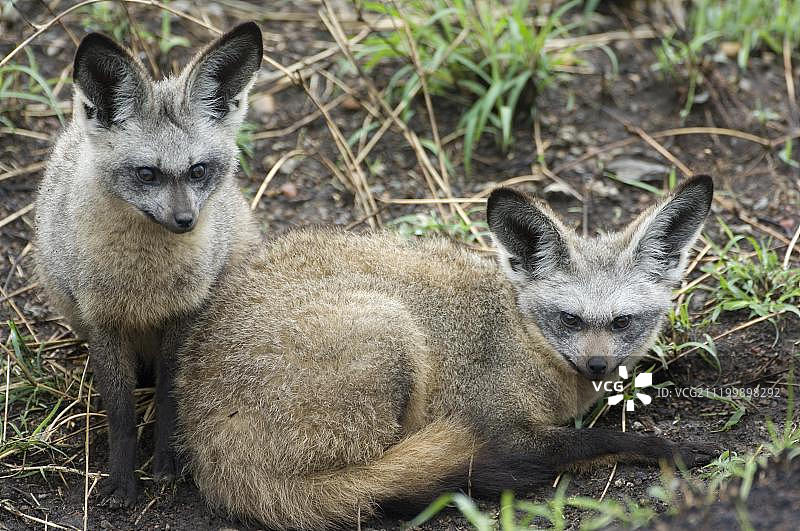 非洲肯尼亚马赛马拉的蝙蝠耳廓狐图片素材