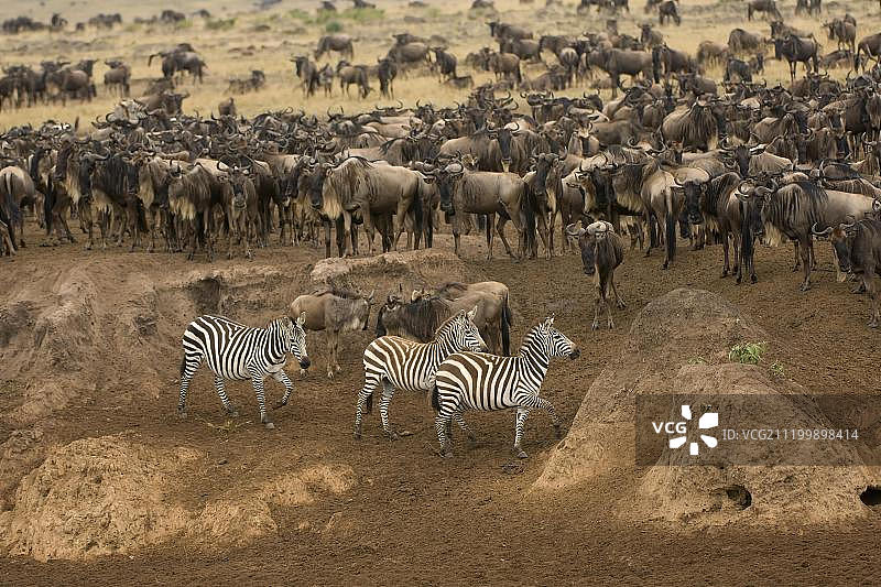 白须角马和布氏斑马横渡马拉河，马赛马拉国家公园，肯尼亚，东非图片素材