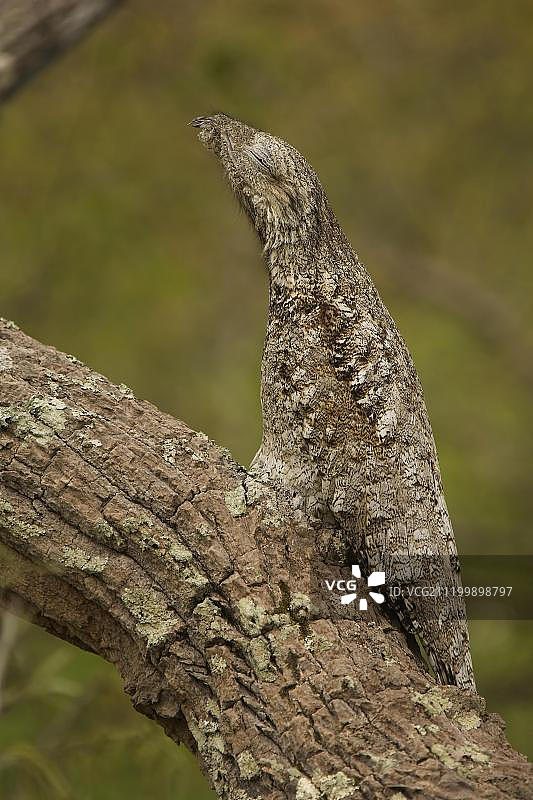 大林鸱，巴西马托格罗索州潘塔纳尔图片素材