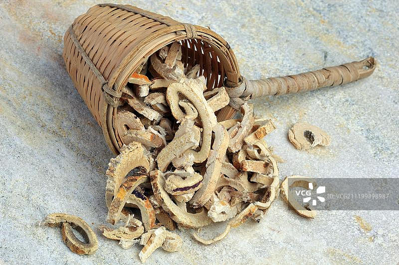 药用植物桑树，桑白皮（Morus cortex, Morus nigra）图片素材