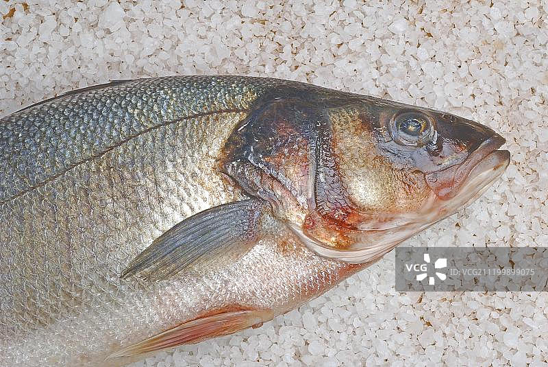 海盐烤金头鲷图片素材