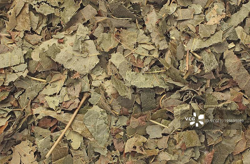 中药材淫羊藿干叶图片素材