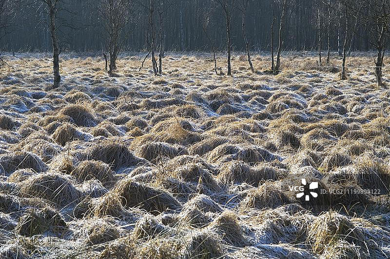 冬季上法恩自然保护区：冰冻的沼泽，位于比利时列日省图片素材