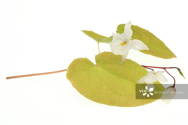 药用植物淫羊藿图片素材