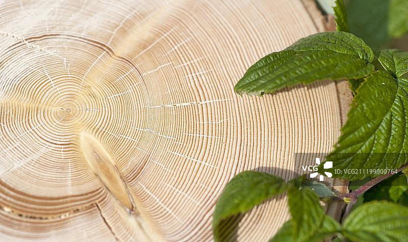 约100年树龄的挪威云杉树干横截面，年轮可追溯到1903年，在德国巴伐利亚菲森附近的山区森林中砍伐图片素材