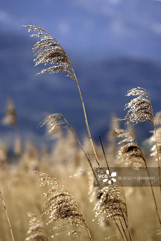 芦苇图片素材