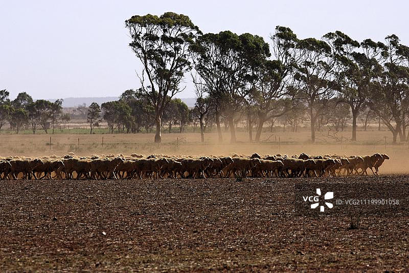 澳大利亚西澳大利亚州炎热多尘农田上奔跑的羊群图片素材