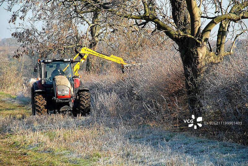霜冻的早晨修剪树篱，冬季，英国赫特福德郡威尔斯通，欧洲图片素材