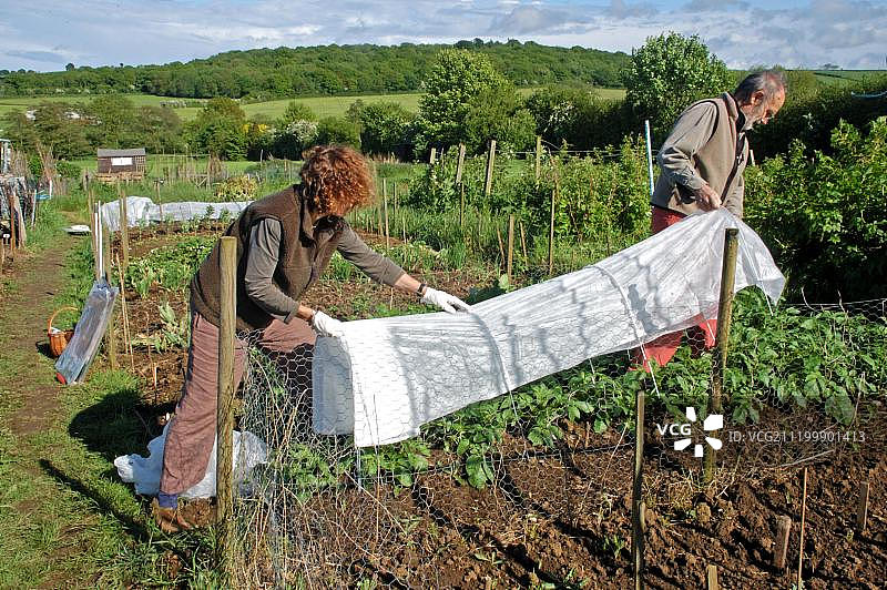 情侣在农地保护土豆作物免受晚霜图片素材