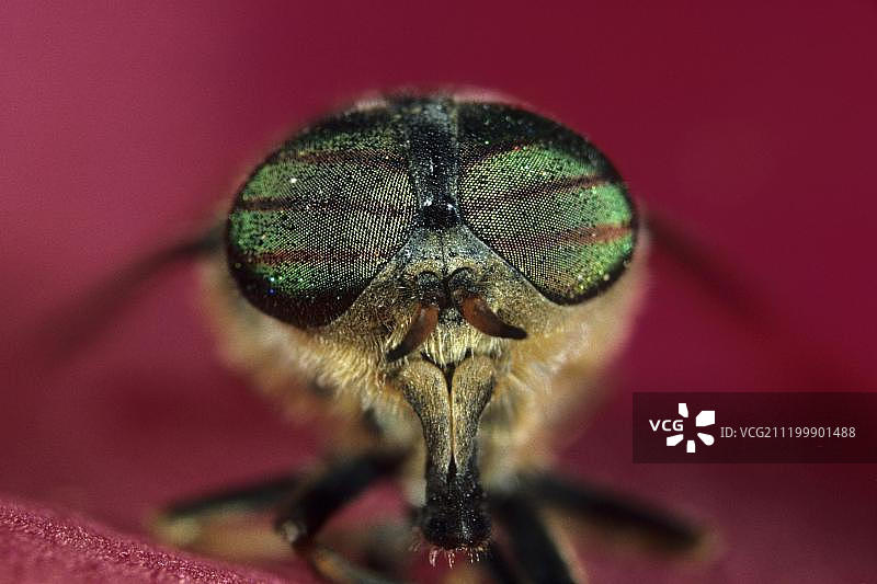 牛虻特写图片素材