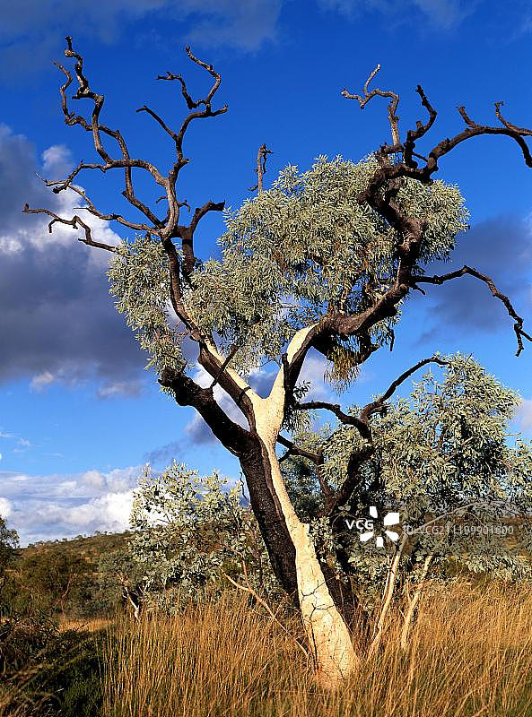 卡里基尼国家公园的桉树（桉树），位于澳大利亚西北部皮尔巴拉图片素材