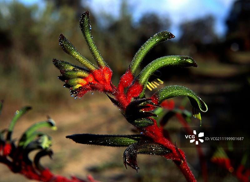 西澳大利亚的袋鼠爪图片素材