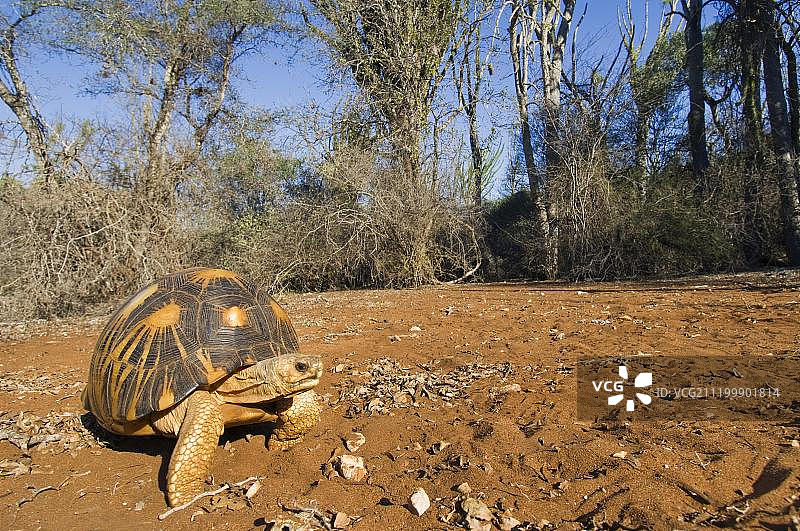 辐射陆龟 马达加斯加贝伦蒂自然保护区图片素材