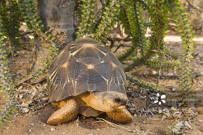 辐射陆龟 马达加斯加贝伦蒂自然保护区图片素材
