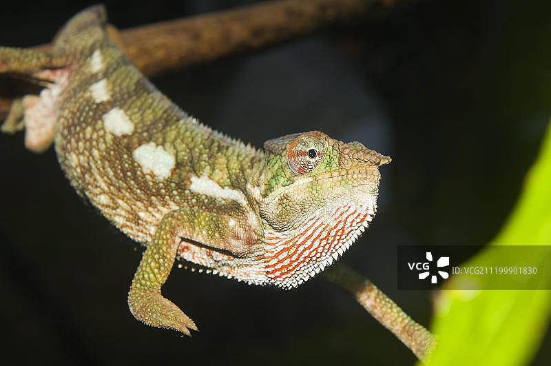非洲马达加斯加豹纹变色龙图片素材