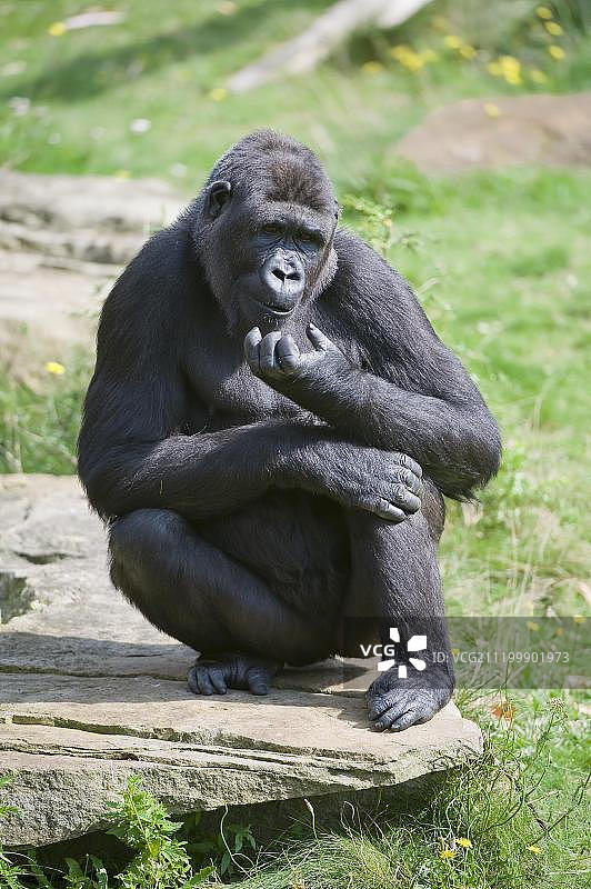 濒危的西方低地大猩猩图片素材