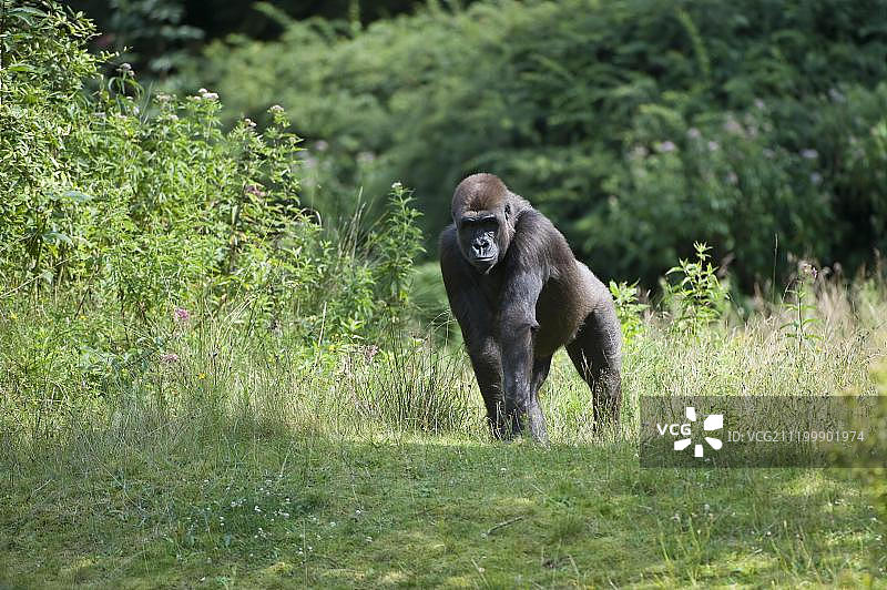 濒危的西方低地大猩猩图片素材