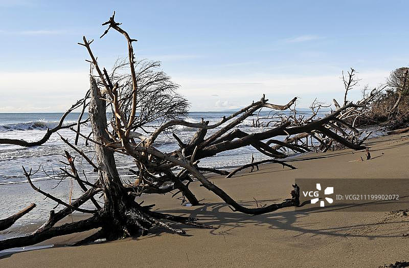 马雷玛海岸的枯树枝，托斯卡纳，意大利，欧洲图片素材