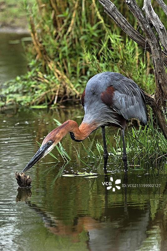 克鲁格国家公园水中巨鹭，南非北部省图片素材