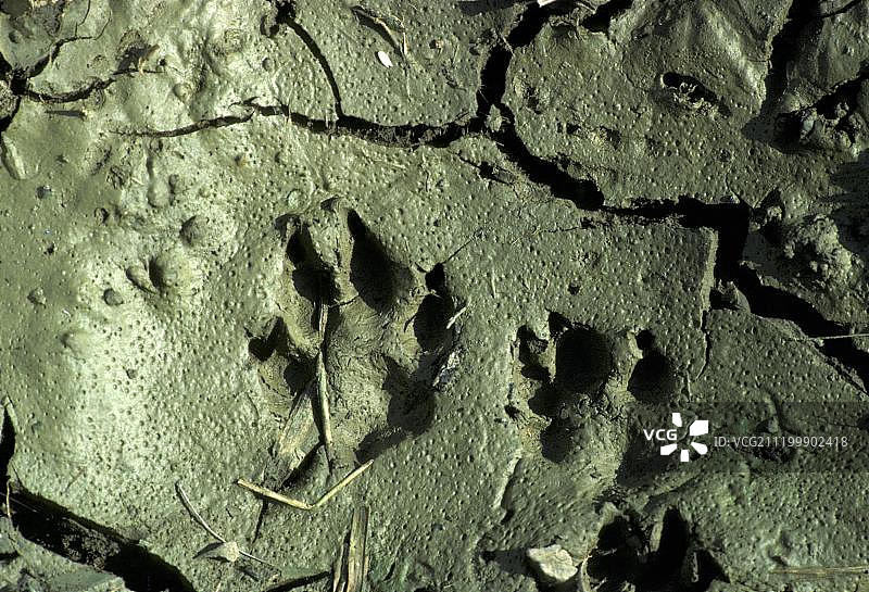 泥地中欧洲赤狐的足迹图片素材