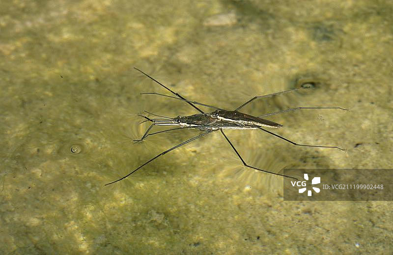 水黾（Aquarius najas）图片素材