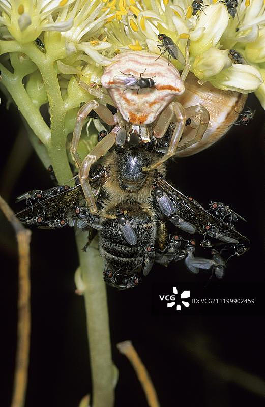花蟹蛛（Thomisus onustus）成虫，捕食昆虫，身上布满苍蝇图片素材