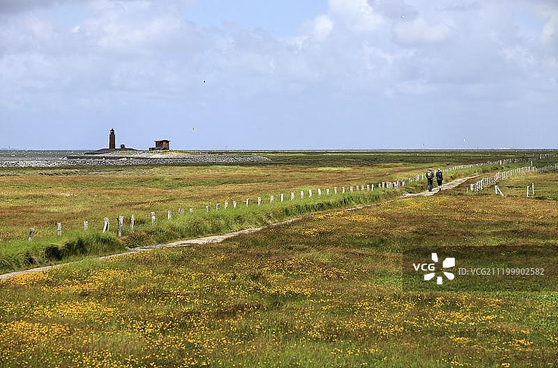 游客走在通往德国石勒苏益格-荷尔斯泰因州朗格内斯岛灯塔的小路上图片素材