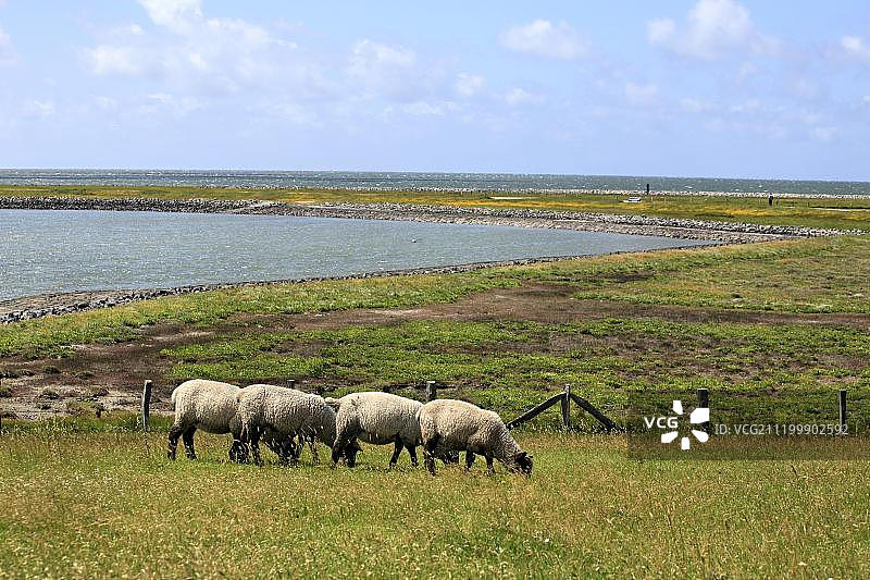 德国石勒苏益格-荷尔斯泰因州朗格内斯哈利根岛农田上的羊群图片素材