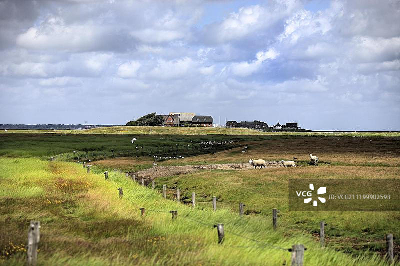 德国石勒苏益格-荷尔斯泰因州朗格内斯哈利根岛的绵羊农场、农田图片素材