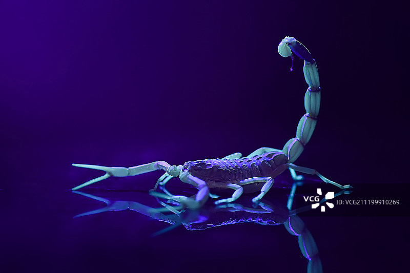 黑色背景中的蝎子图片素材