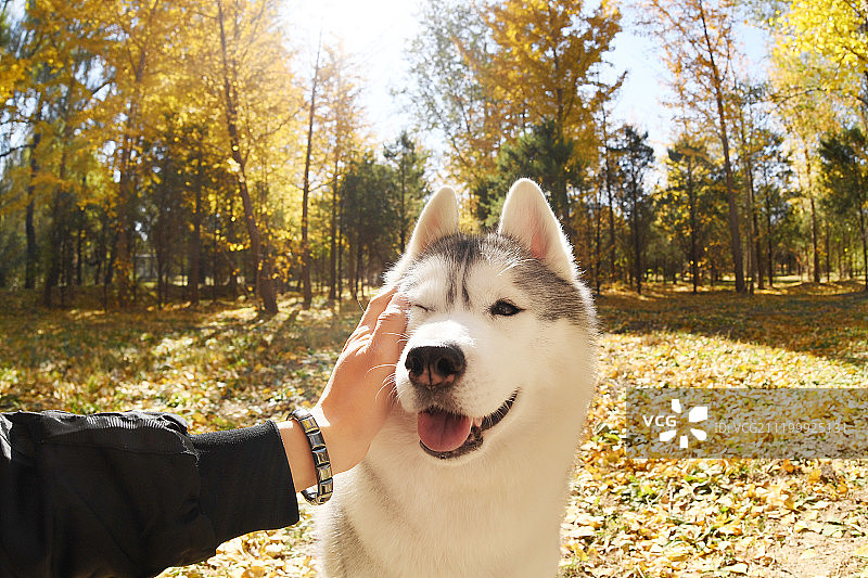 秋景中的哈士奇图片素材