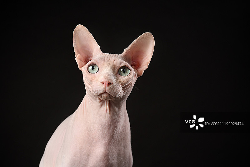 黑背景中的斯芬克斯无毛猫图片素材