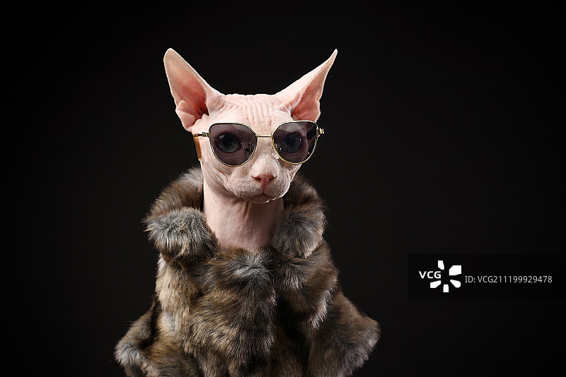 黑背景中的斯芬克斯无毛猫图片素材