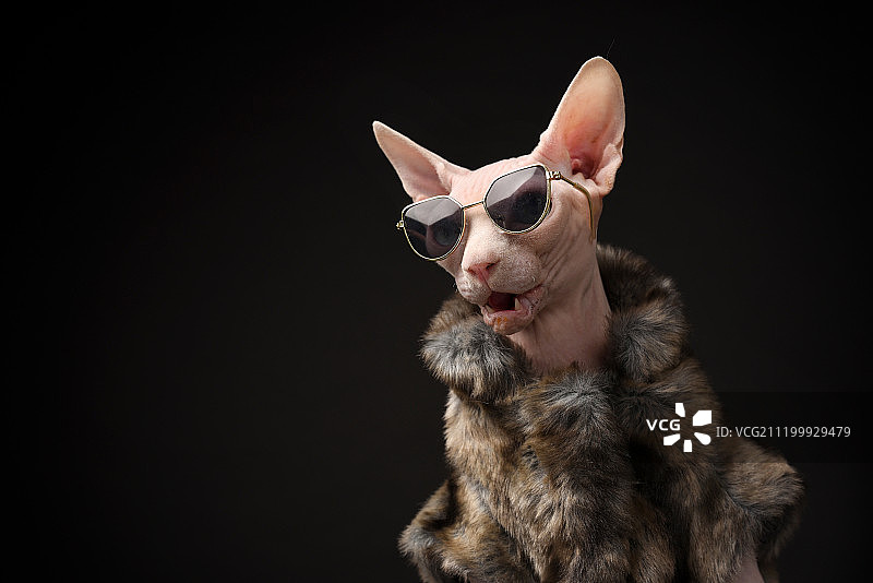 黑背景中的斯芬克斯无毛猫图片素材